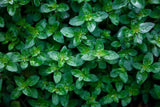 1 Peppermint Plant Rooted - Our Plants Use Organic Soil and Organic Amendments ! Garden Plants