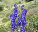 MONKSHOOD BLUE Aconitum Napellus - 20 Seeds Flowering Plants