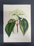 Antique Botanicals, Van Houtte, c.1850, Flowers, Double/Folio Page, Hydrangea Hydrangea