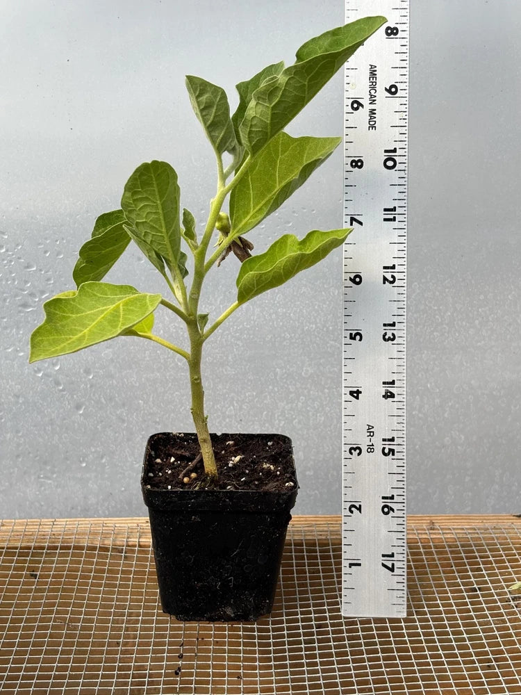 Eggplant Live Plant - Seedlings/Plugs and Plants - 3"- 12" tall - 30-60+ days Green Plant