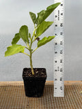 Eggplant Live Plant - Seedlings/Plugs and Plants - 3"- 12" tall - 30-60+ days Green Plant