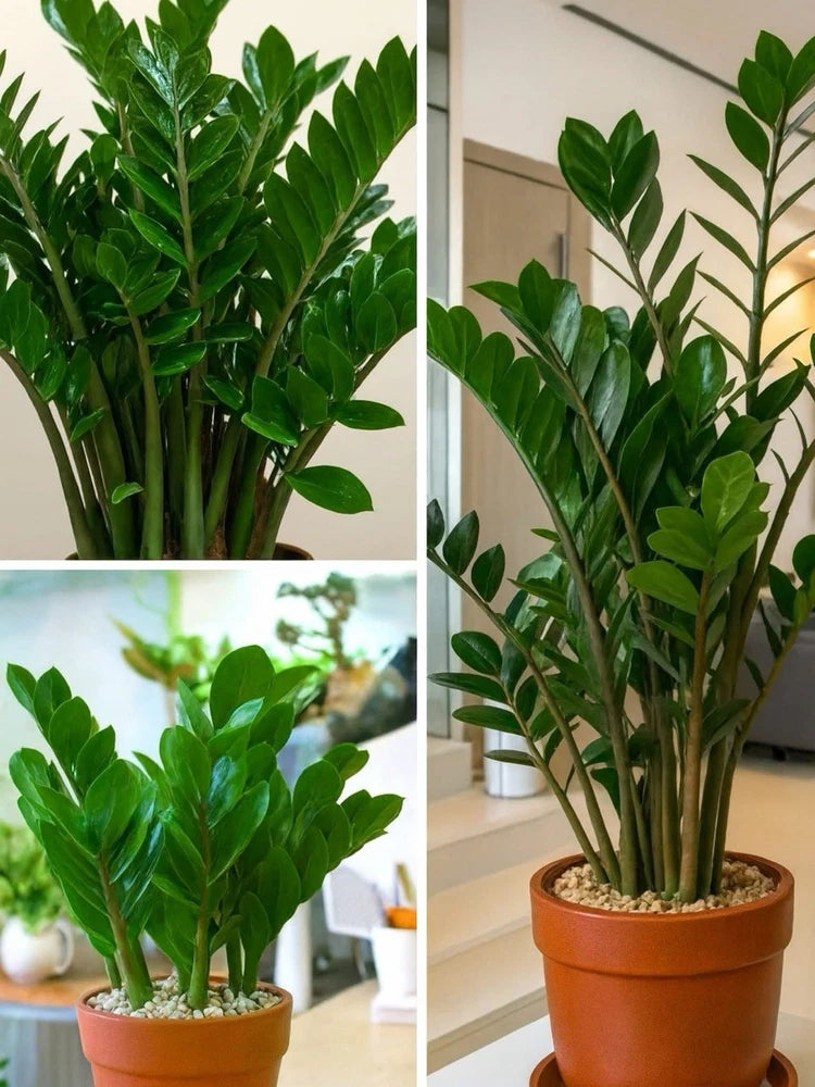 Zz Plant In Pot Medium Size Orchids