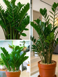 Zz Plant In Pot Medium Size Orchids