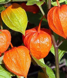 CHINESE LANTERN SEEDS 100+ "Franchetti" ORNAMENTAL perennial FLOWER garden Garden Plants