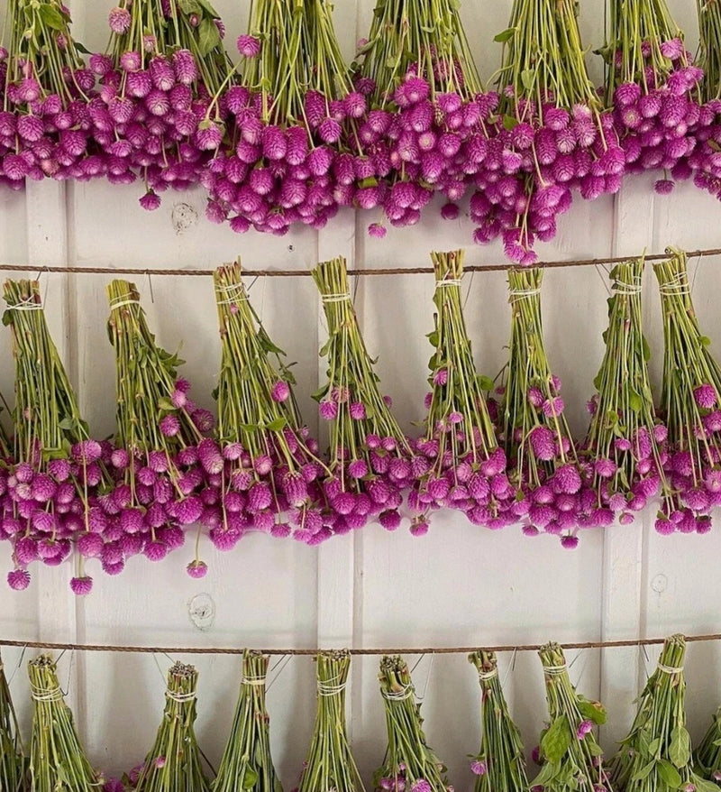 Dried purple globe amaranth flower bunches with green stems in small clusters