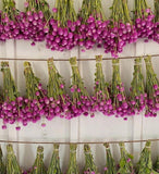 100+ Dried Natural Globe Amaranth/Gomphrena Pesticide Free Grown In Tennessee US Dried Flower