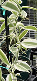ONE FOOT CUTTING OF WHITE Variegated Vanilla planifolia Orchid Variegata Orchids