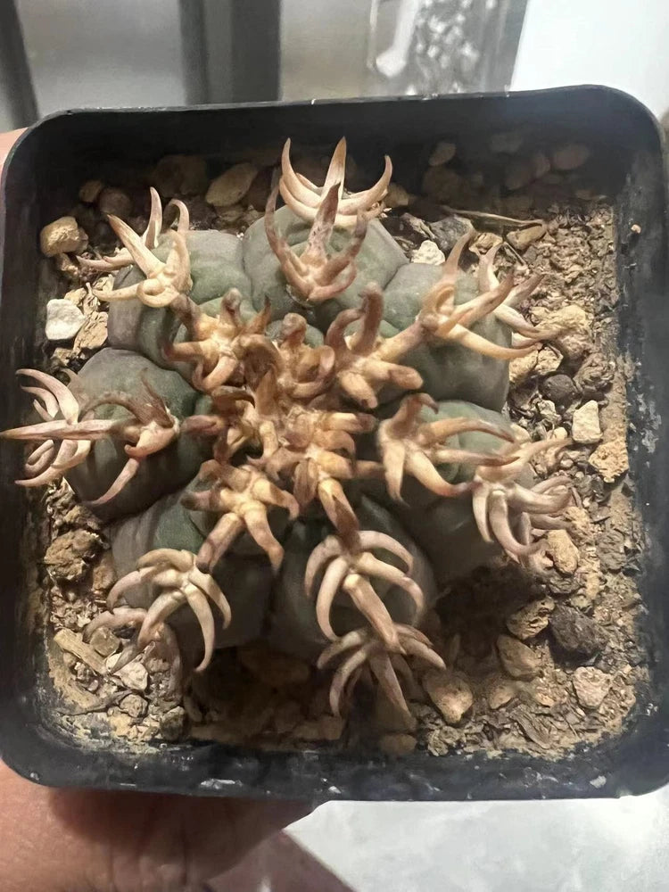 Small green cactus seedlings with long spines in a black plastic tray
