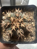 1pcs  5-6cm Gymnocalycium spegazzinii v.unguispinu Own Root Random Green Plant