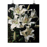 White Lily Flower Art Print Poster, Flower Painting, Flower DŽcor Lily