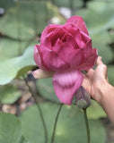 15 big Lotus Flower seed white & Pink Nelumbo Water Lily Sen Ta, hat sen Lily