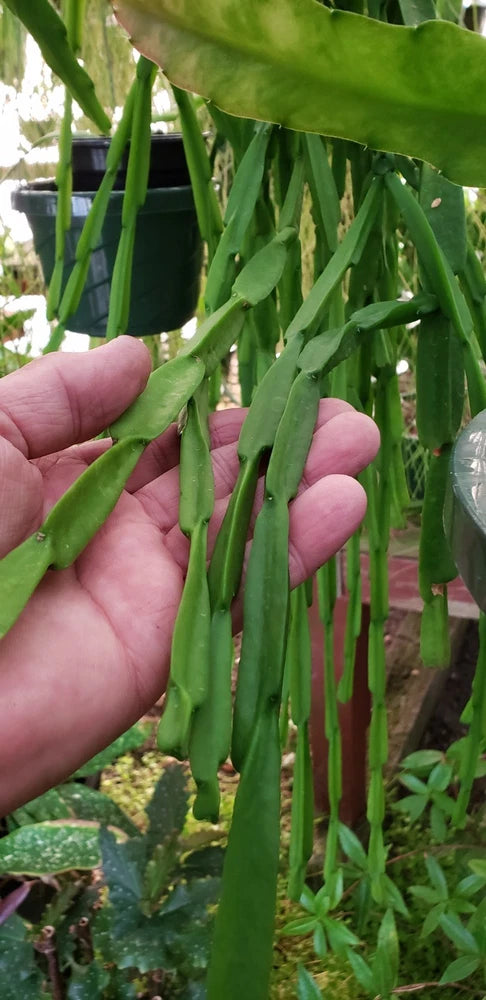 Rhipsalis paradoxa plant with long dangling green segmented stems