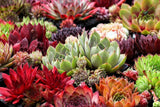 25 MIXED HENS & CHICKS Chickens Succulent (Live Forever) Sempervivum Flower Seed Flowering Plants