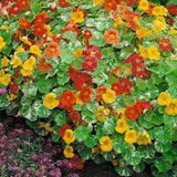 25+ALASKA NASTURTIUM SEEDS FRESH FOR YOUR FLOWER GARDENS Garden Plants