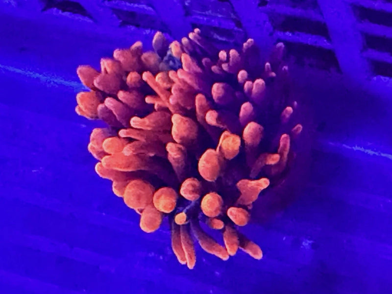 Red Sherman Bubble tip anemone 2.5Ó Aqua Cultured Anemone