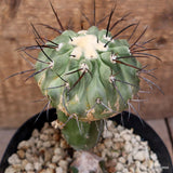D4132 COPIAPOA DEALBATA GRAFT pot14-H15-W9 cm MaMa Cactus Green Plant