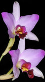 Laelia anceps v. guerero - Species Orchid - Mounted Orchids
