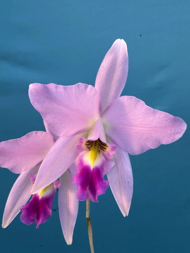 Light purple orchid bloom with yellow center and magenta throat