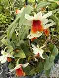 ORCHID PLANTS Dendrobuim 3 short stem div no pot Orchids