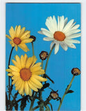 Postcard Marguerite Daisies Flower Art Print Daisies
