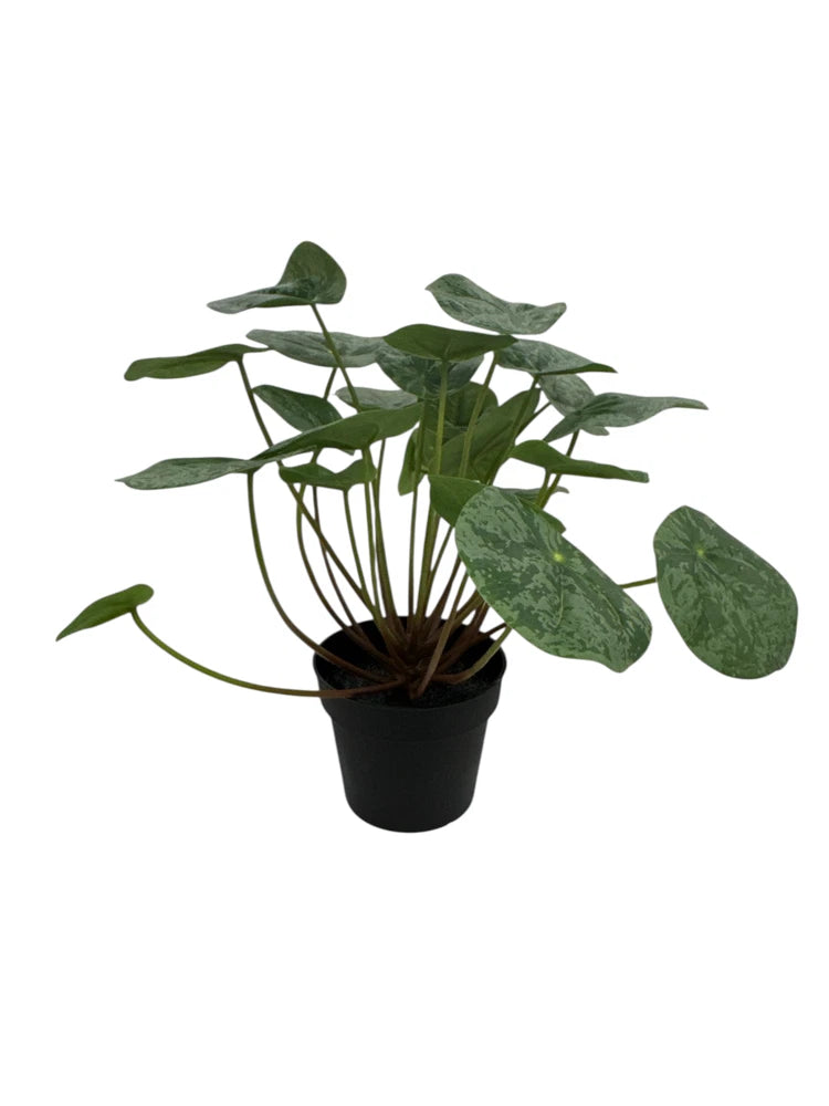 New IKEA FEJKA Artificial Potted Plant Pilea 9 cm (3 _ ") 306.008.59 Green Plant