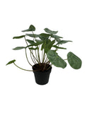 New IKEA FEJKA Artificial Potted Plant Pilea 9 cm (3 _ ") 306.008.59 Green Plant