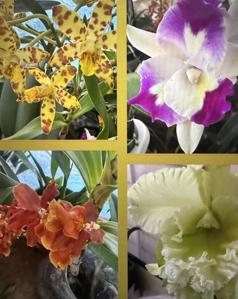 ORCHID PLANTS 4 plant no tag pic acurate of blooms bare root divisions Orchids