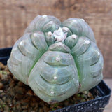 D1280 ASTROPHYTUM MYRIOSTIGMA KIKKO BALL GRAFT pot12-H12-W11 cm MaMa Green Plant