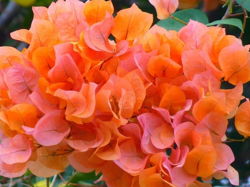 Two Bougainvillea live plants in one pot, Orange. 6 to 10 inches tall. Rare. Flowering Plants