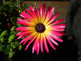 Mesembryanthemum crystallinum | Ice Plant | Crystalline Iceplant | 1000_Seeds Garden Plants