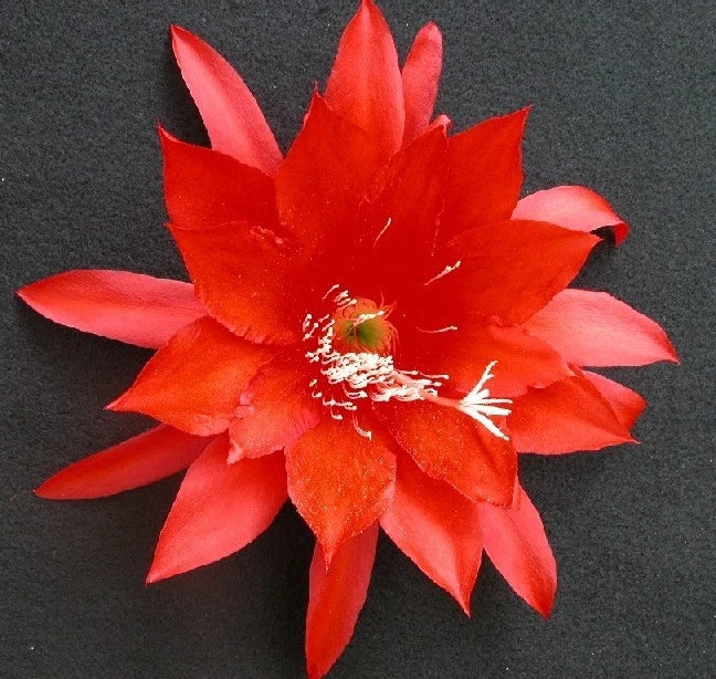 Red orchid cactus flower with star-shaped petals and central stamens