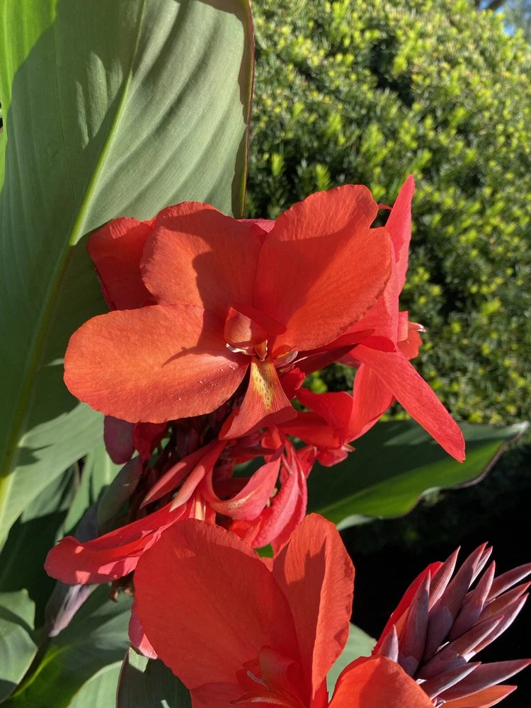 Red Canna Hawaiian Bulbs Big Red Flower Lot Of (3)Tropical Plants 6'-8'  Organic Lily