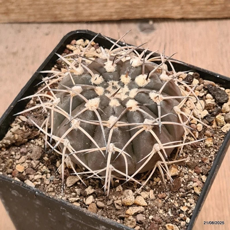 D6121 GYMNOCALYCIUM RIOJENSE PLATYGONUM pot10-H4,5-W7 cm MaMa Cactus Green Plant