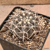 D6121 GYMNOCALYCIUM RIOJENSE PLATYGONUM pot10-H4,5-W7 cm MaMa Cactus Green Plant