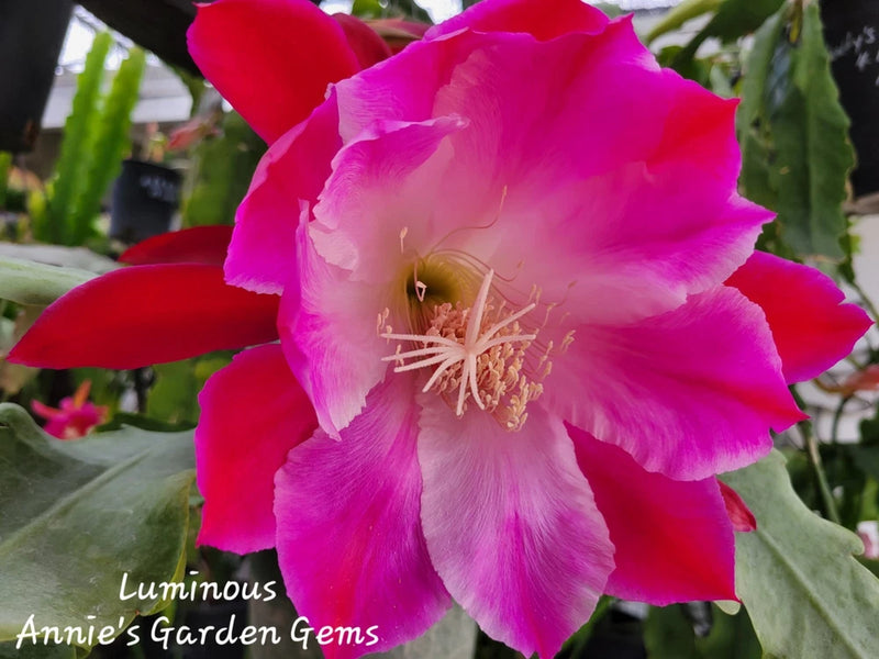 Orchid cactus flower in pot with large magenta-pink petals and pale center