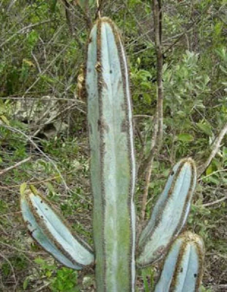Pilosocereus fulvilanatus @@ columnar cacti outdoor garden cactus seed 100 SEEDS Garden Plants