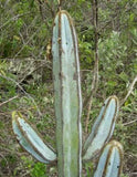 Pilosocereus fulvilanatus @@ columnar cacti outdoor garden cactus seed 100 SEEDS Garden Plants