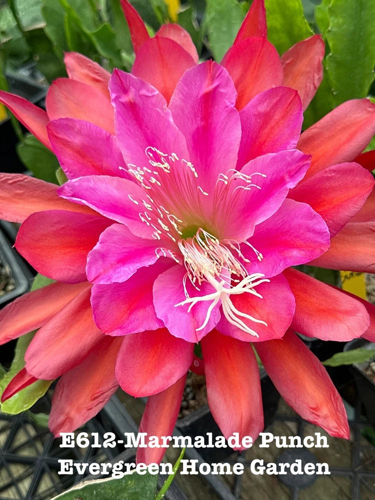 Orchid cactus flower in a starter pot, bright pink and orange petals