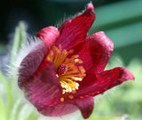 PASQUE FLOWER RED Pulsatilla Vulgaris Rubra - 100 Bulk Seeds Garden Plants