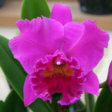 (641-2  Rlc.Haruko Kanzaki ' Volcano Queen'     BS     Fragrant Orchids