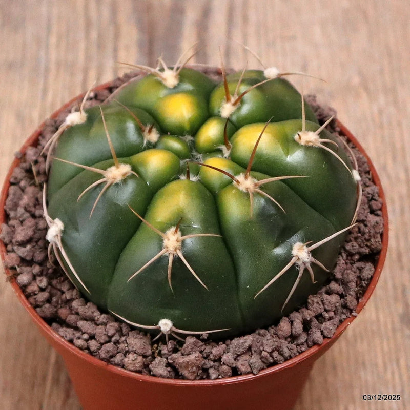 D7683 GYMNOCALYCIUM DENUDATUM VARIEGATED pot10-H5-W8 cm MaMa Cactus Green Plant