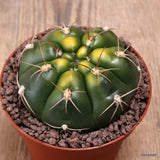 D7683 GYMNOCALYCIUM DENUDATUM VARIEGATED pot10-H5-W8 cm MaMa Cactus Green Plant