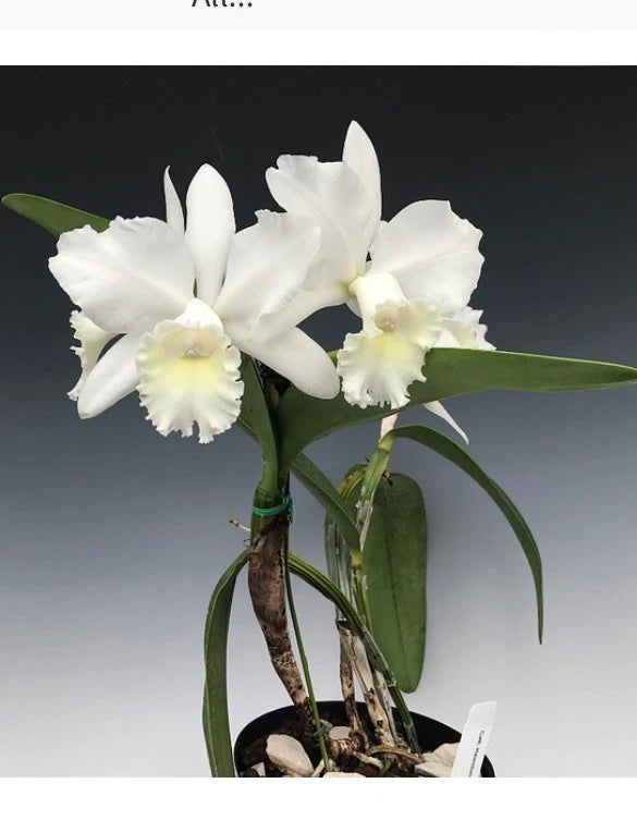 Cattleya orchid with white layered blooms and green leaves