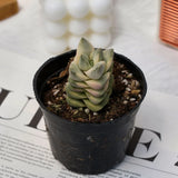 2'' Crassula Moonglow Variegated, Live Succulent Plants,Rare Plants Flowering Plants