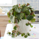 25+ Strawberry Begonia Seeds for Garden Planting - USA - FREE SHIPPING! Garden Plants