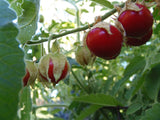 Litchi Tomato (Morelle de Balbais) - Solanum sisymbriifolium Garden Plants