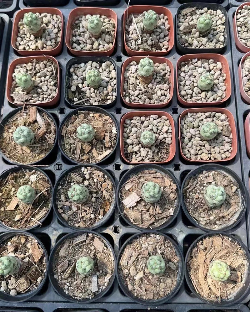 2PCS RareSucculent Plant Ortegocactus macdougllii Cactus Selfroot 1-2CM Flowering Plants