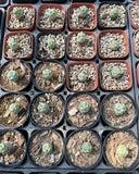 2PCS RareSucculent Plant Ortegocactus macdougllii Cactus Selfroot 1-2CM Flowering Plants