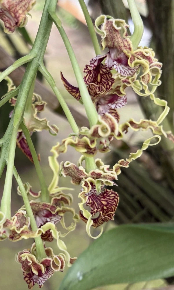 Maroon and cream ruffled orchid flowers on green stems