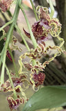 Dendrobium spectabile - 4Ó Pot - Orchid Species Orchids